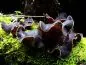 Preview: Auricularia polytricha Judasohr Vitalpilz